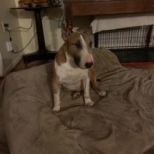 Meet your Posher, Pearl